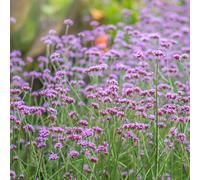 Thompson & Morgan Verbena Bonariensis Garden Ready x 12