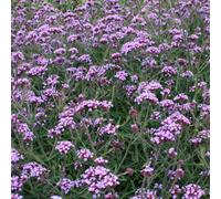 Thompson & Morgan Verbena Bonariensis Lollipop 1 Litre Potted Plant X 4
