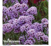 Thompson & Morgan Verbena Buenos Aires 12 Plug Plants