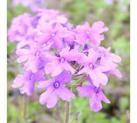 Thompson & Morgan Verbena Homestead Purple 1 Litre Potted Plant X 1