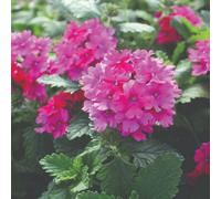 Thompson & Morgan Verbena Nana Compacta Magenta Flower Seeds - Long Flowering Carpet Of Colour (60 Seeds)
