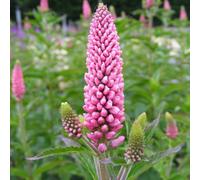 Thompson & Morgan Veronica First Love 2 Litre Potted Plant X 2