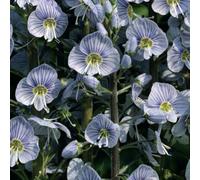 Thompson & Morgan Veronica Gentianoides 1 Litre Potted Plant X 2
