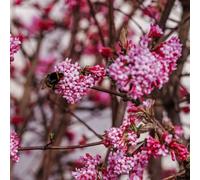 Thompson & Morgan Viburnum Dawn 3 Litre Potted Plant X 1