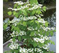 Thompson & Morgan Viburnum Kilimanjaro 3.6 Litre Potted Plant X 2