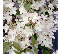 Thompson & Morgan Viburnum Kilimanjaro Sunrise 9Cm Pot X 1