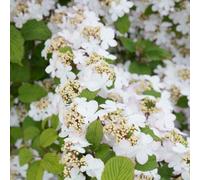 Thompson & Morgan Viburnum Kilimanjaro Sunrise 9Cm Potted Plant X 2