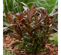 Thompson & Morgan Viburnum Odoratissimum Coppertop 9Cm Potted Plant X 1