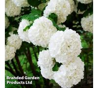 Thompson & Morgan Viburnum Opulus Compactum 3.6 Litre Potted Plant X 1