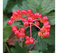 Thompson & Morgan Viburnum Opulus Compactum 9Cm Potted Plant X 2
