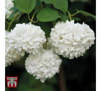 Thompson & Morgan Viburnum Opulus Snowball 9Cm Potted Plant X 3