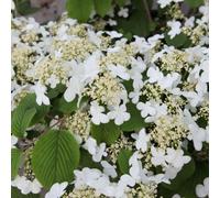 Thompson & Morgan Viburnum Plicatum Mariesii 3.6 Litre Potted Plant X 1