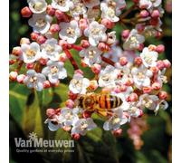 Thompson & Morgan Viburnum Tinus 9Cm Potted Plant X 2