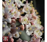 Thompson & Morgan Viburnum Tinus Eve Price 9Cm Potted Plant X 1