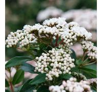 Thompson & Morgan Viburnum Tinus Eve Price 9Cm Potted Plant X 2