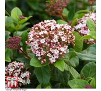Thompson & Morgan Viburnum Tinus Lisarose 3.5 Litre Potted Plant X 1