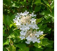 Thompson & Morgan Viburnum Trilobum Bailey Compact Hardy Shrub Red Berries Fall Foliage Small Gardens 1X 3.6L Pot T&m