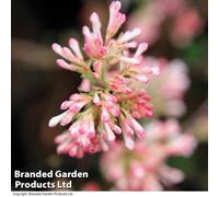 Thompson & Morgan Viburnum X Bodnantense Charles Lamont 9Cm Potted Plant X 1