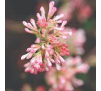 Thompson & Morgan Viburnum X Bodnantense Charles Lamont 9Cm Potted Plant X 2