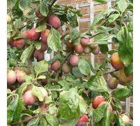 Thompson & Morgan Victoria Plum Tree (Prunus) - Self-Fertile British Bred Heavy Crops Culinary/dessert 1X 5L Pot