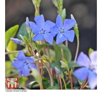 Thompson & Morgan Vinca Minor 9Cm Potted Plant X 1