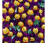 Thompson & Morgan Viola Miniola Purple Heart 1 Packet (50 Seeds)