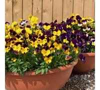 Thompson & Morgan Viola Pot Pourri Mixed 1 Seed Packet, Multi
