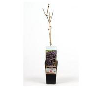 Thompson & Morgan Vitis (Grape) Beta 15Cm Potted Plant X 3