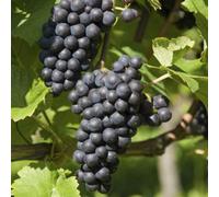 Thompson & Morgan Vitis Grape Boskoop Glory 2.5 Litre Potted Plant X 1