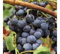 Thompson & Morgan Vitis Grape Boskoop Glory 2.5 Litre Potted Plant X 3