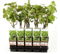 Thompson & Morgan Vitis (Grape) Himrod 15Cm Potted Plant X 1