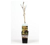 Thompson & Morgan Vitis (Grape) Sukribe 15Cm Potted Plant X 1