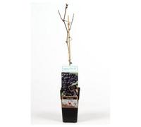 Thompson & Morgan Vitis (Grape) Zilga 15cm Potted Plant x 1