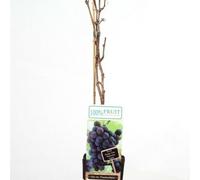 Thompson & Morgan Vitis Vinifera Frankenthaler Wine & Eating Grape Vine - Hardy Vigorous Climber Sweet Red Grapes - 2X 15Cm Potted Plants