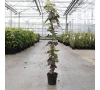 Thompson & Morgan Vitis Vinifera Purpurea 2.5 Litre Potted Plant X 1