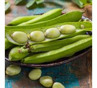 Thompson & Morgan Vroma Broad Bean Seeds - Early High-Yielding Hardy Annual Large Pods - Rhs Award - 1 Packet (50 Seeds)