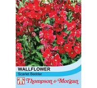 Thompson & Morgan Wallflower Scarlet Bedder 1 Seed Packet (200 Seeds), Red
