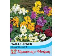 Thompson & Morgan Wallflower Sugar Rush F1 Hybrid 1 Seed Packet (20 Seeds)