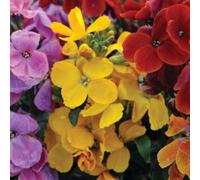 Thompson & Morgan Wallflower Sugar Rush Mixed 24 X Garden Ready Plants Fragrant Autumn & Spring Blooms