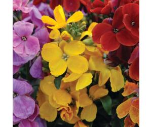 Thompson & Morgan Wallflower Sugar Rush Mixed 24 X Garden Ready Plants Fragrant Autumn & Spring Blooms