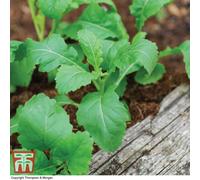 Thompson & Morgan Wasabi Rocket 1 Seed Packet (500 Seeds)