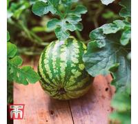 Thompson & Morgan Watermelon Mini Love F1 1 Seed Packet