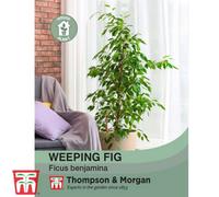 Thompson & Morgan Weeping Fig Houseplant - 1 Seed Packet (50 Seeds)