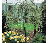 Thompson & Morgan Weeping Willow - Salix Caprea Kilmarnock - 5 Litre Potted Plant X 1
