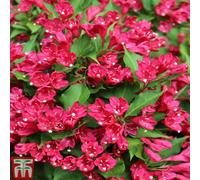 Thompson & Morgan Weigela All Summer Red 3.6 Litre Potted Plant X 1