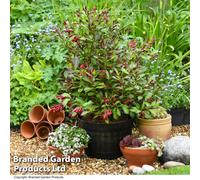 Thompson & Morgan Weigela Camouflage 9Cm Potted Plant X 2