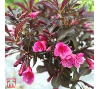 Thompson & Morgan Weigela Florida Alexandra 3.6 Litre Potted Plant X 1
