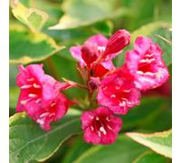 Thompson & Morgan Weigela Florida Brigela Moulin Rouge 3.5 Litre Potted Plant X 1