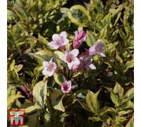 Thompson & Morgan Weigela Florida Magical Rainbow 3.6 Litre Potted Plant X 1