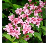 Thompson & Morgan Weigela Florida Pink Poppet 9Cm Potted Plant X 2